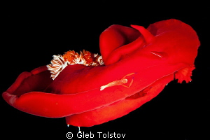 Two shrimps on a Spanish Dancer by Gleb Tolstov 